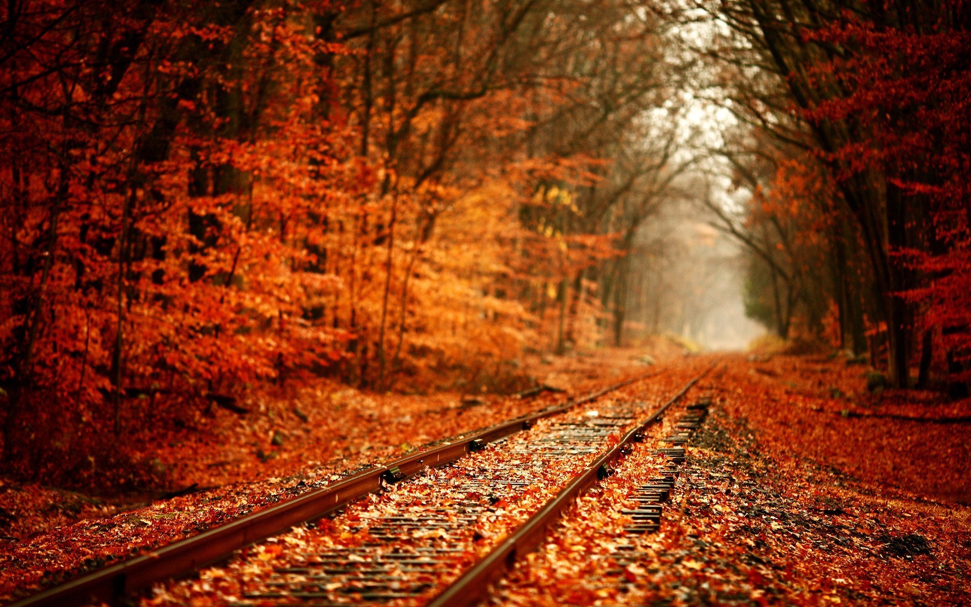 Autumn Woods Wallpapers