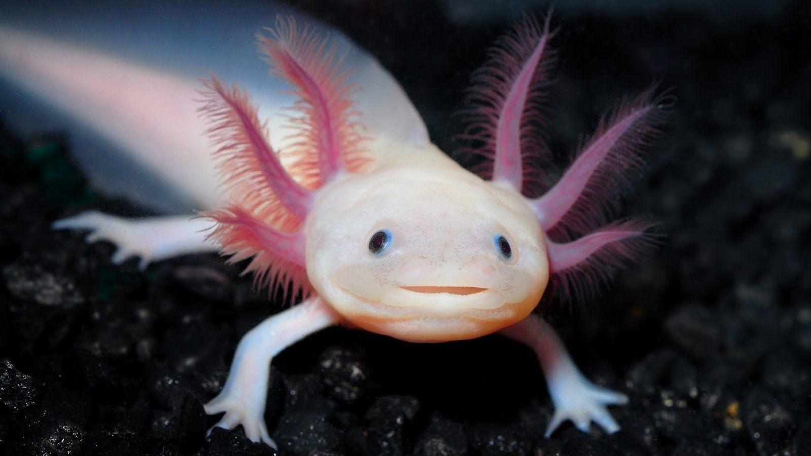 Axolotl Wallpapers