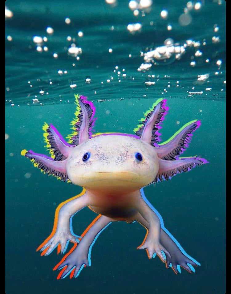 Axolotl Wallpapers