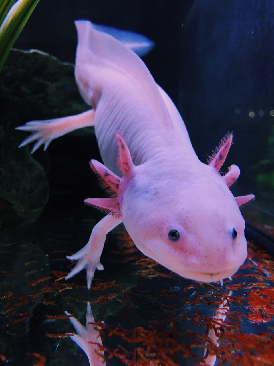 Axolotl Wallpapers