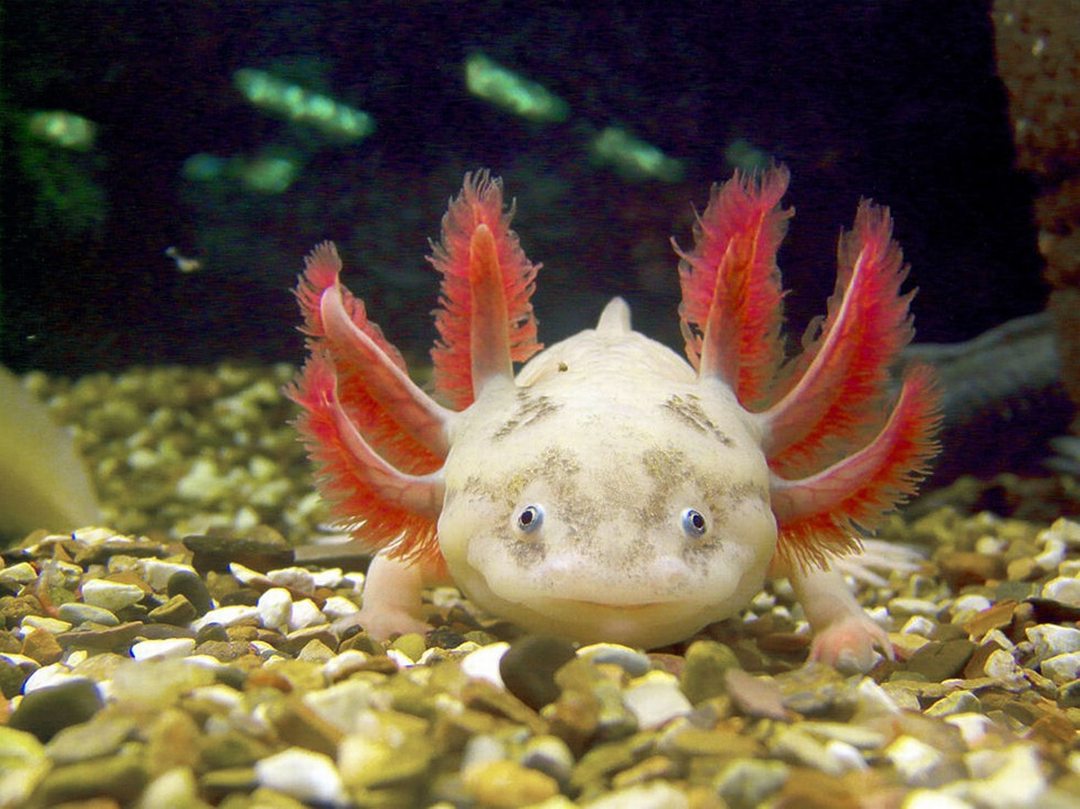 Axolotl Wallpapers