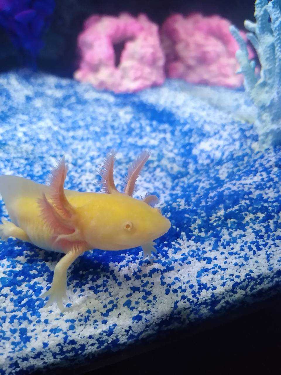 Axolotl Wallpapers