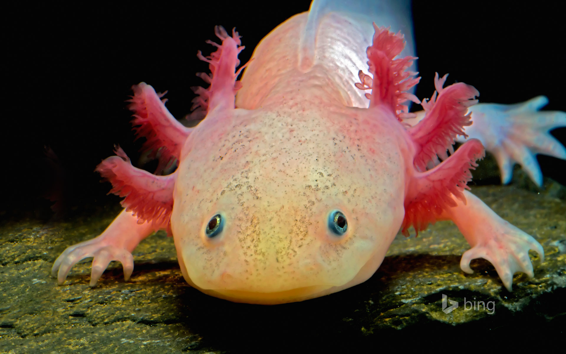 Axolotl Wallpapers