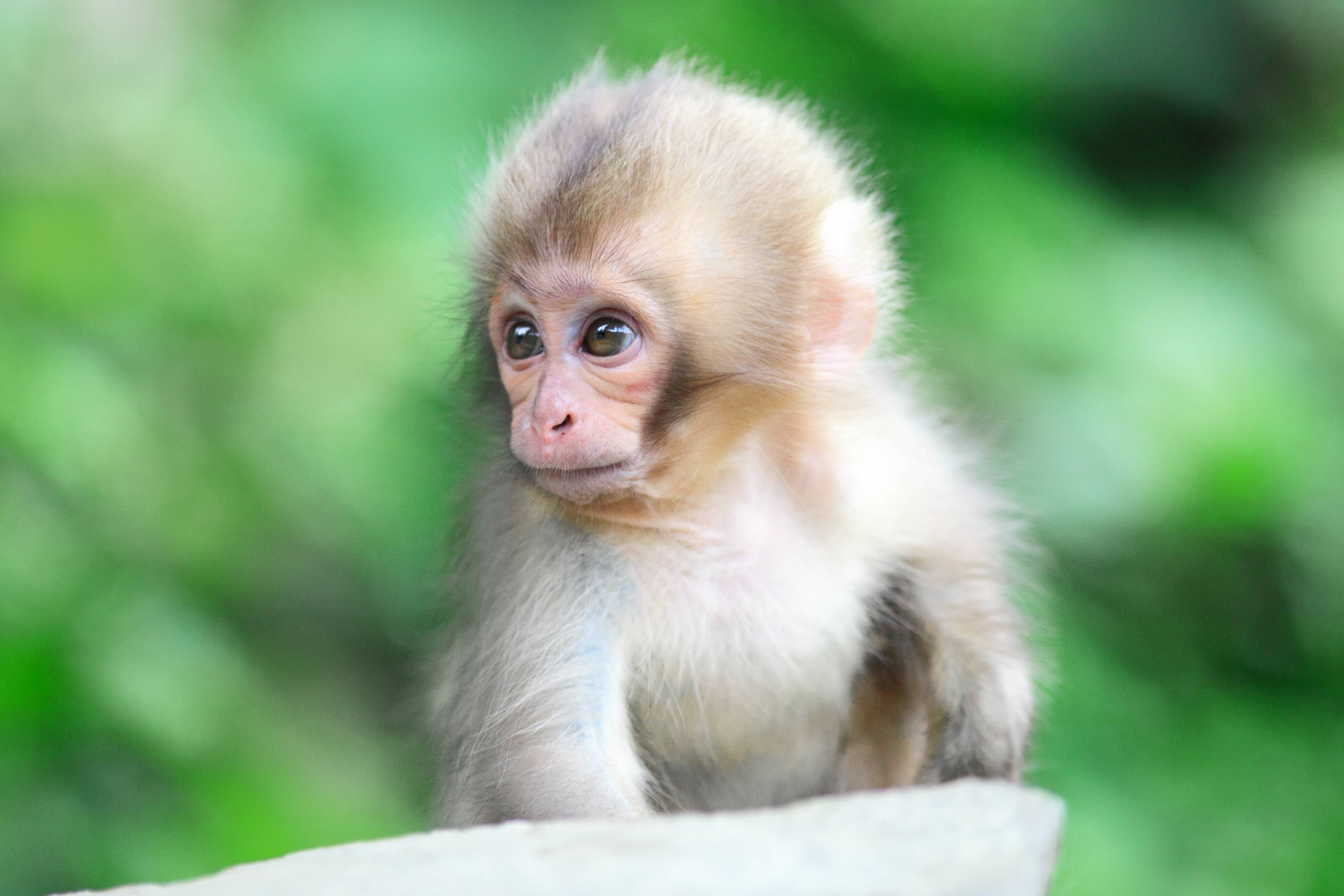 Babay Monkey Wallpapers