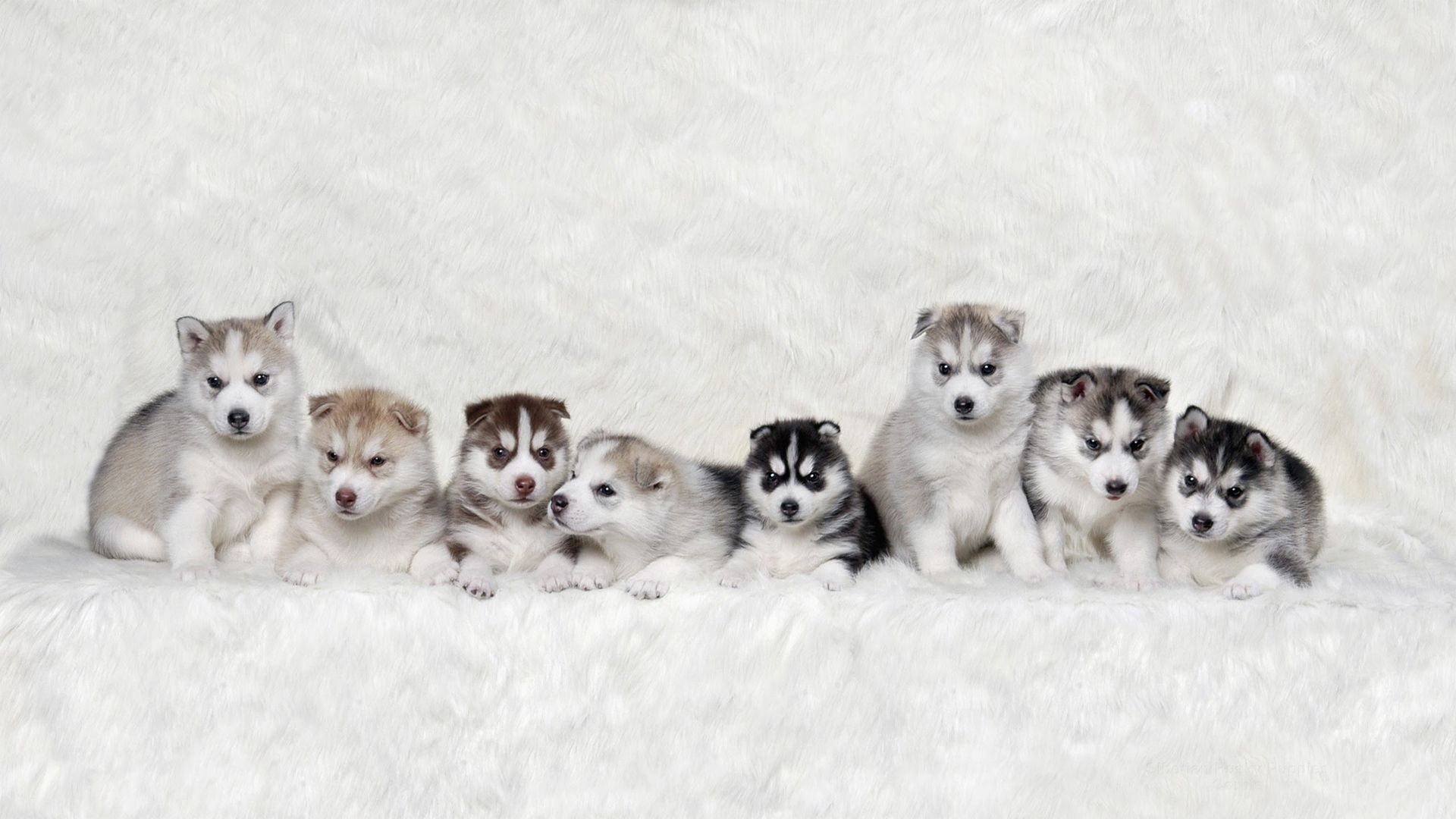 Babby Husky Wallpapers