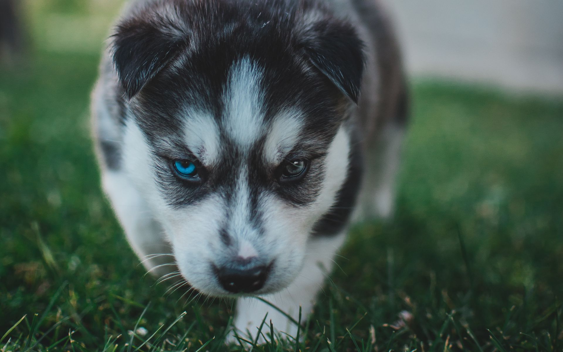 Babby Husky Wallpapers