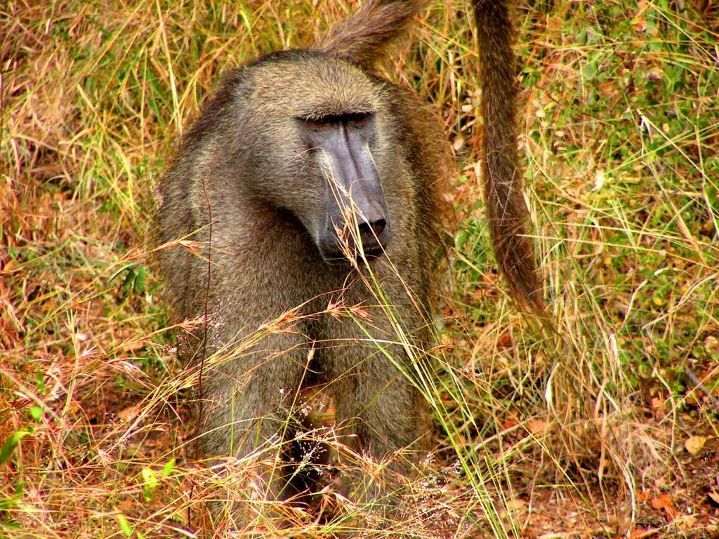 Baboons With Bill Bailey Wallpapers