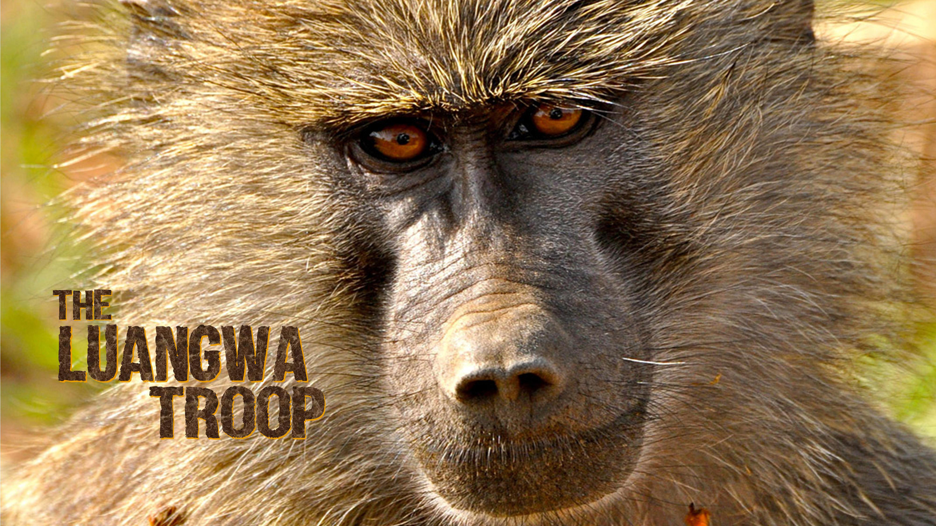 Baboons With Bill Bailey Wallpapers