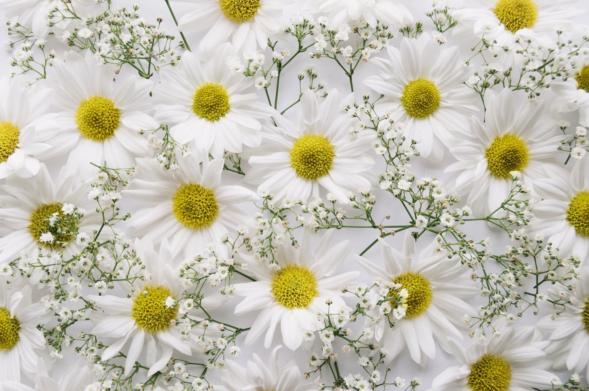 Baby'S Breath Wallpapers