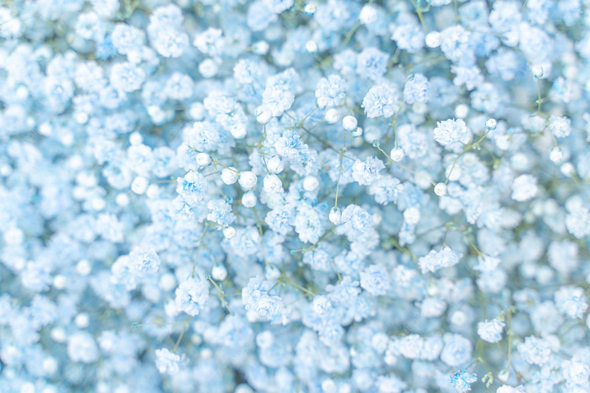 Baby'S Breath Wallpapers