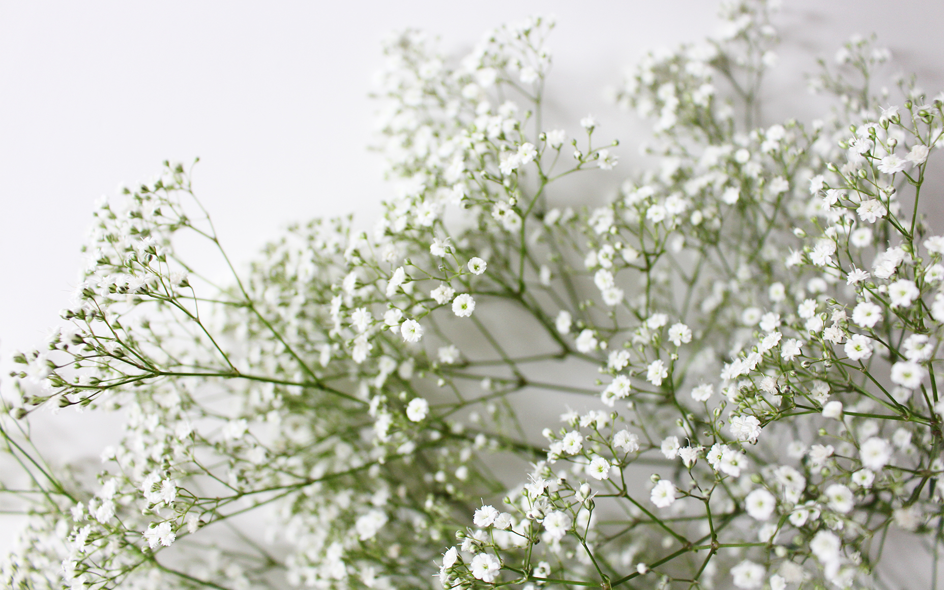 Baby'S Breath Wallpapers