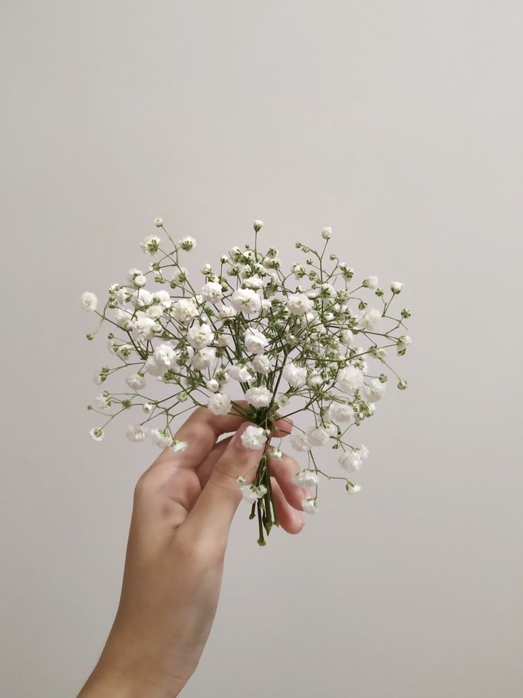 Baby'S Breath Wallpapers