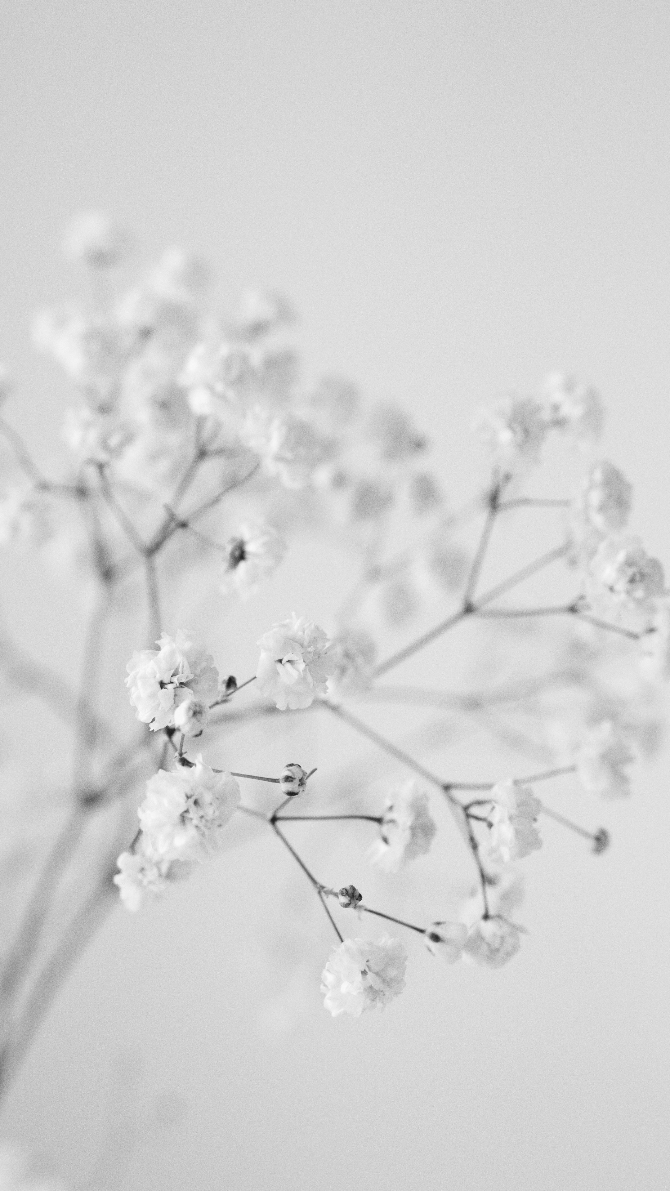 Baby'S Breath Wallpapers