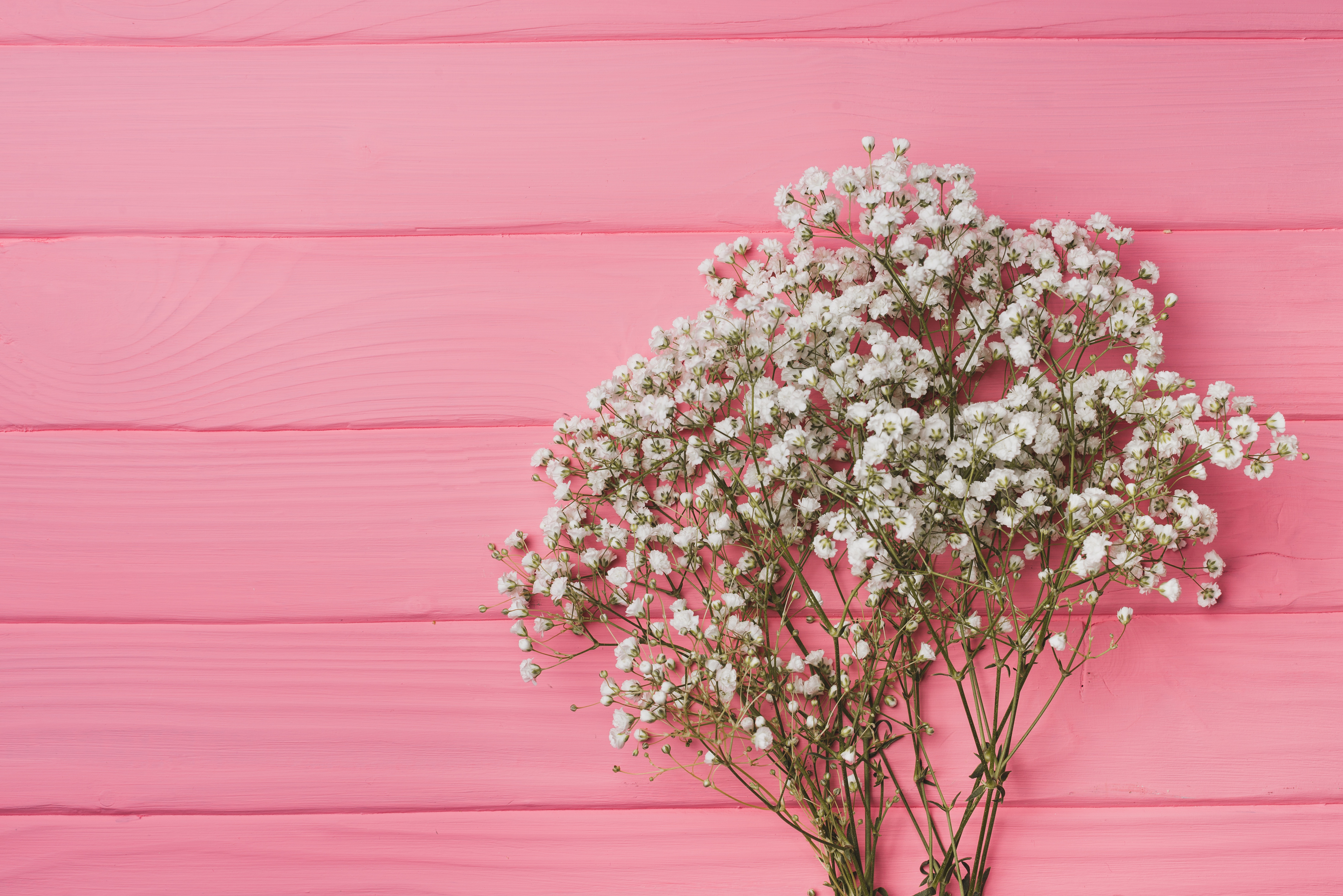 Baby'S Breath Wallpapers