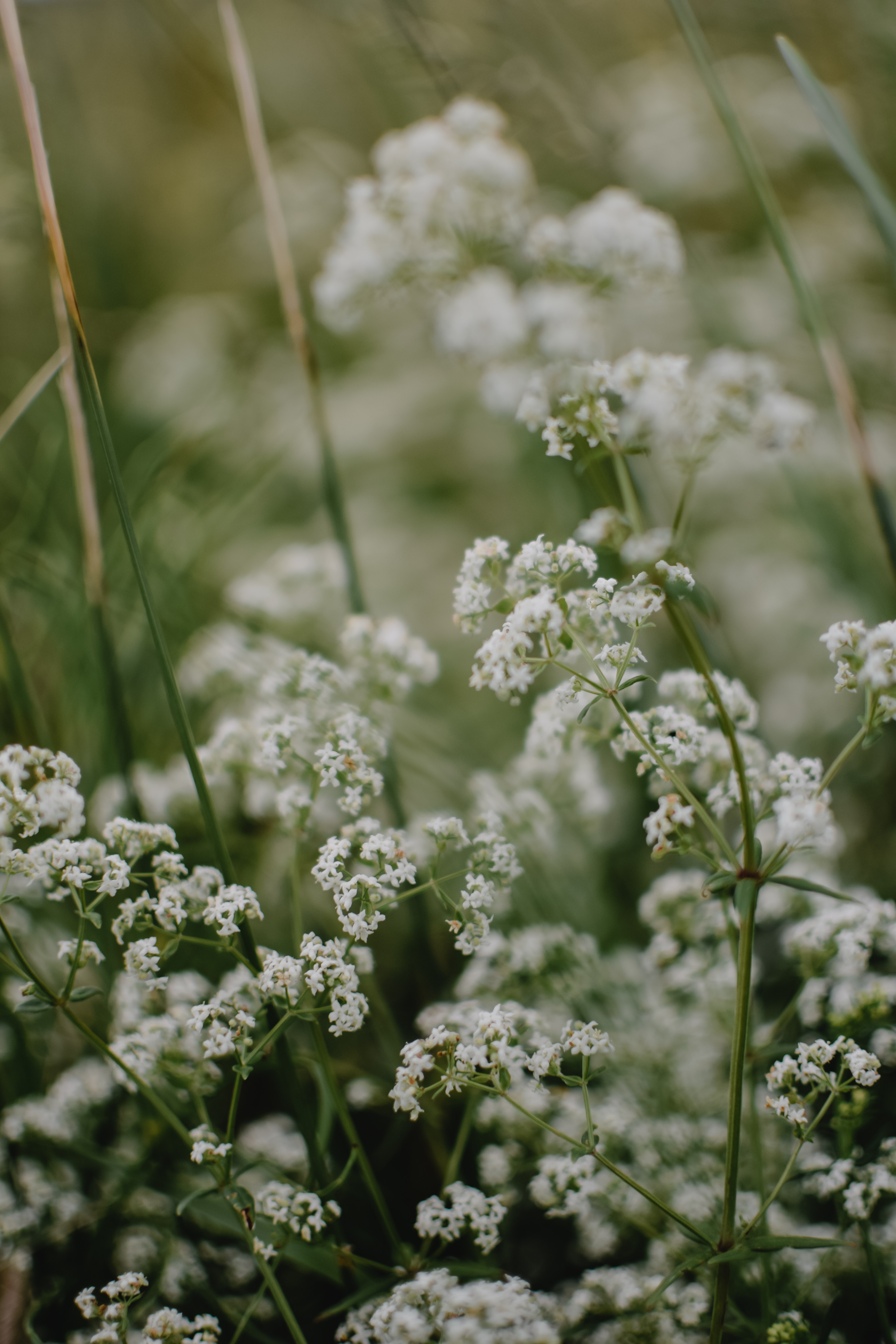 Baby'S Breath Wallpapers