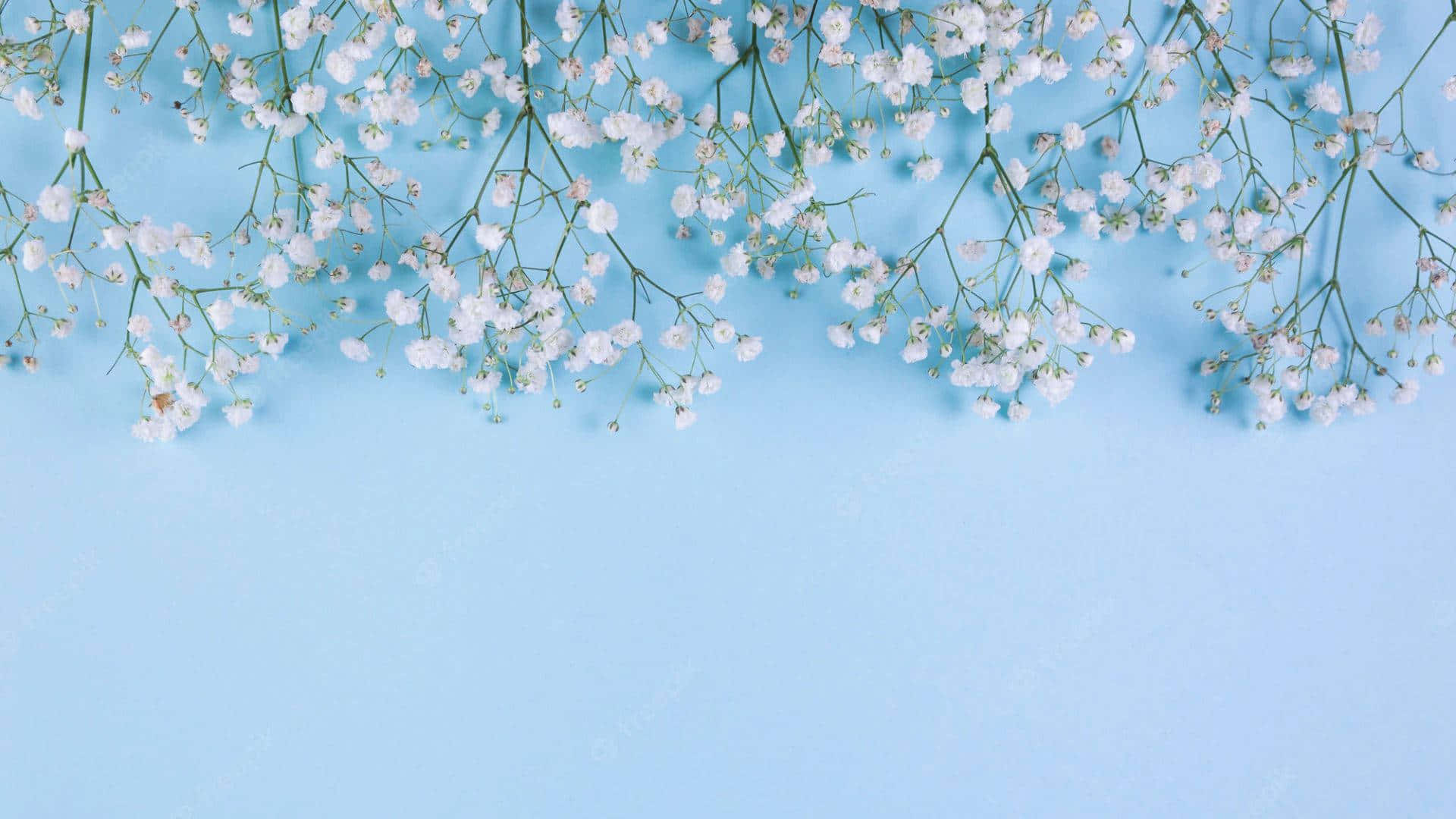 Baby'S Breath Wallpapers