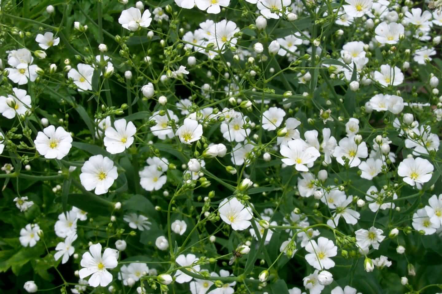 Baby'S Breath Wallpapers