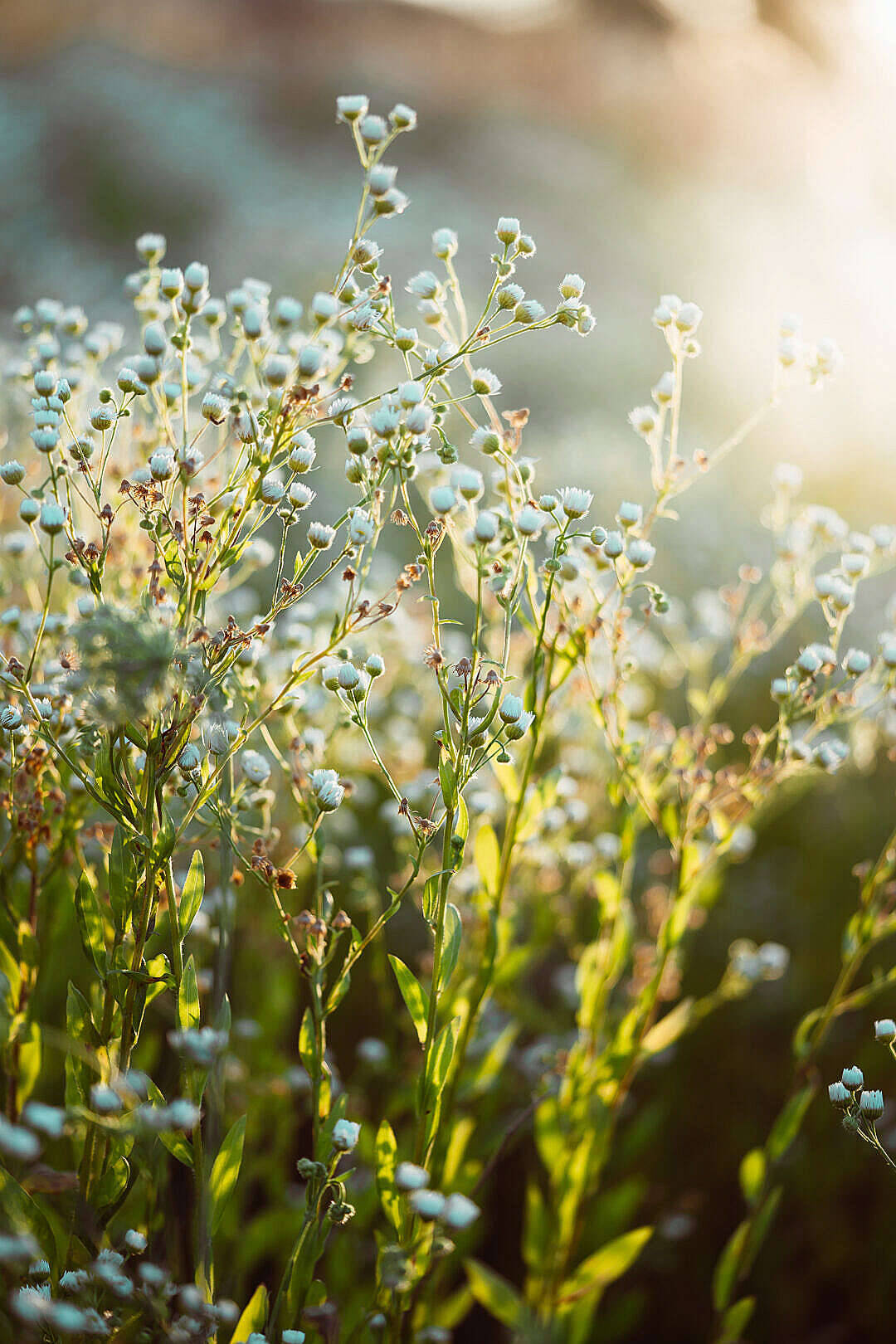 Baby'S Breath Wallpapers