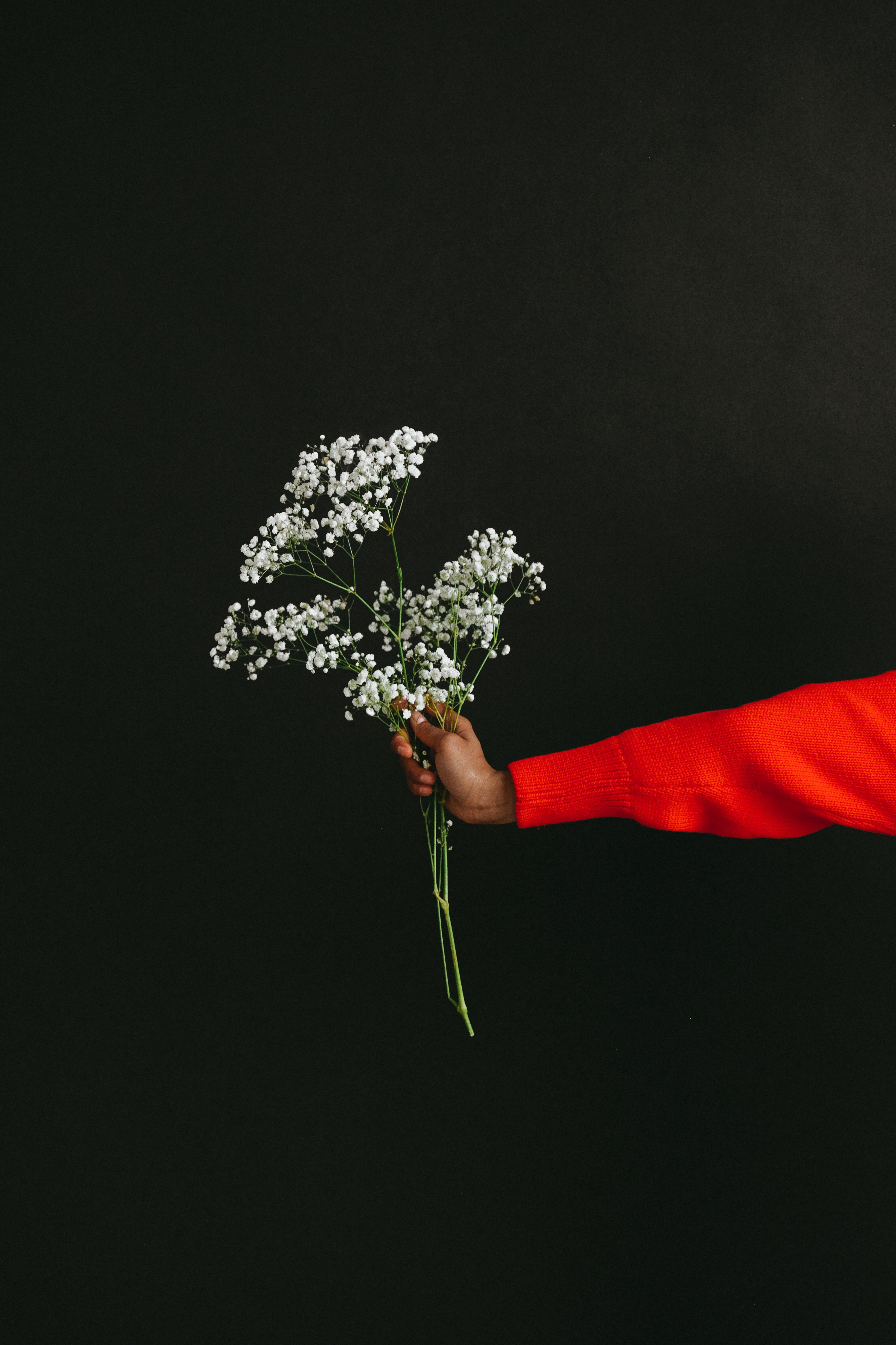 Baby'S Breath Wallpapers