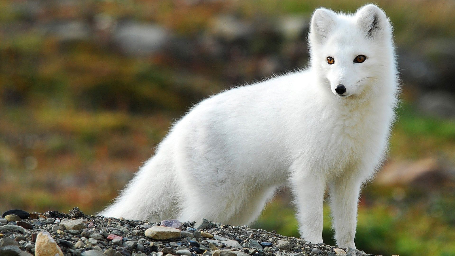 Baby Adorable Arctic Fox Wallpapers