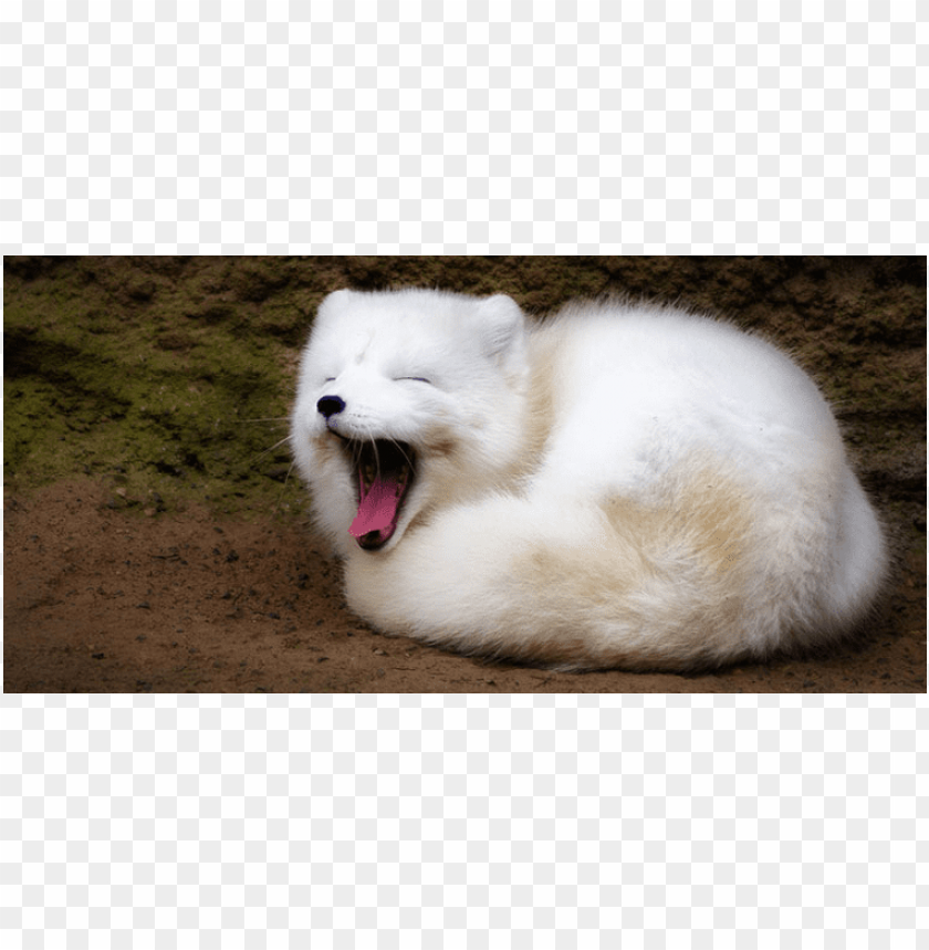 Baby Adorable Arctic Fox Wallpapers