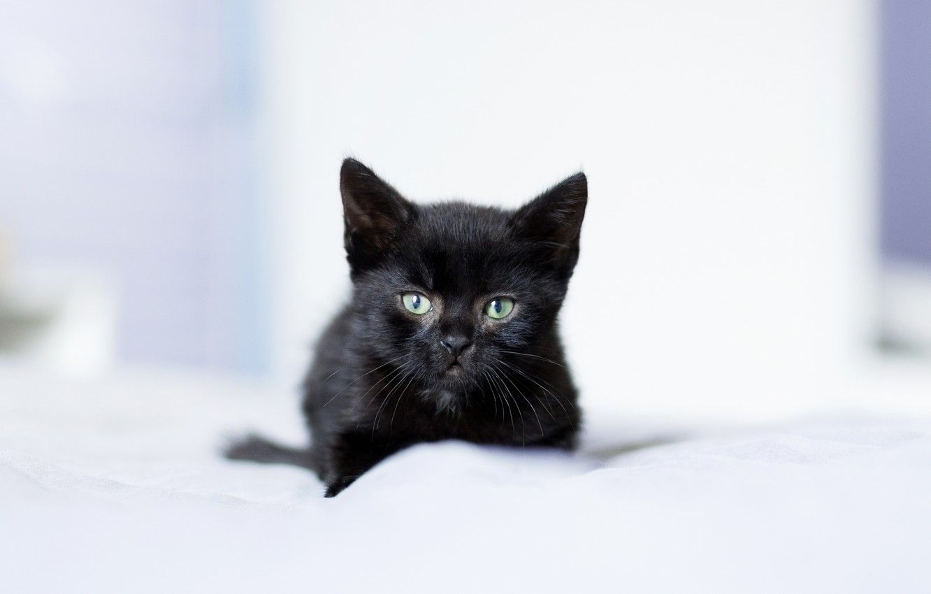 Baby Black Kitten Wallpapers