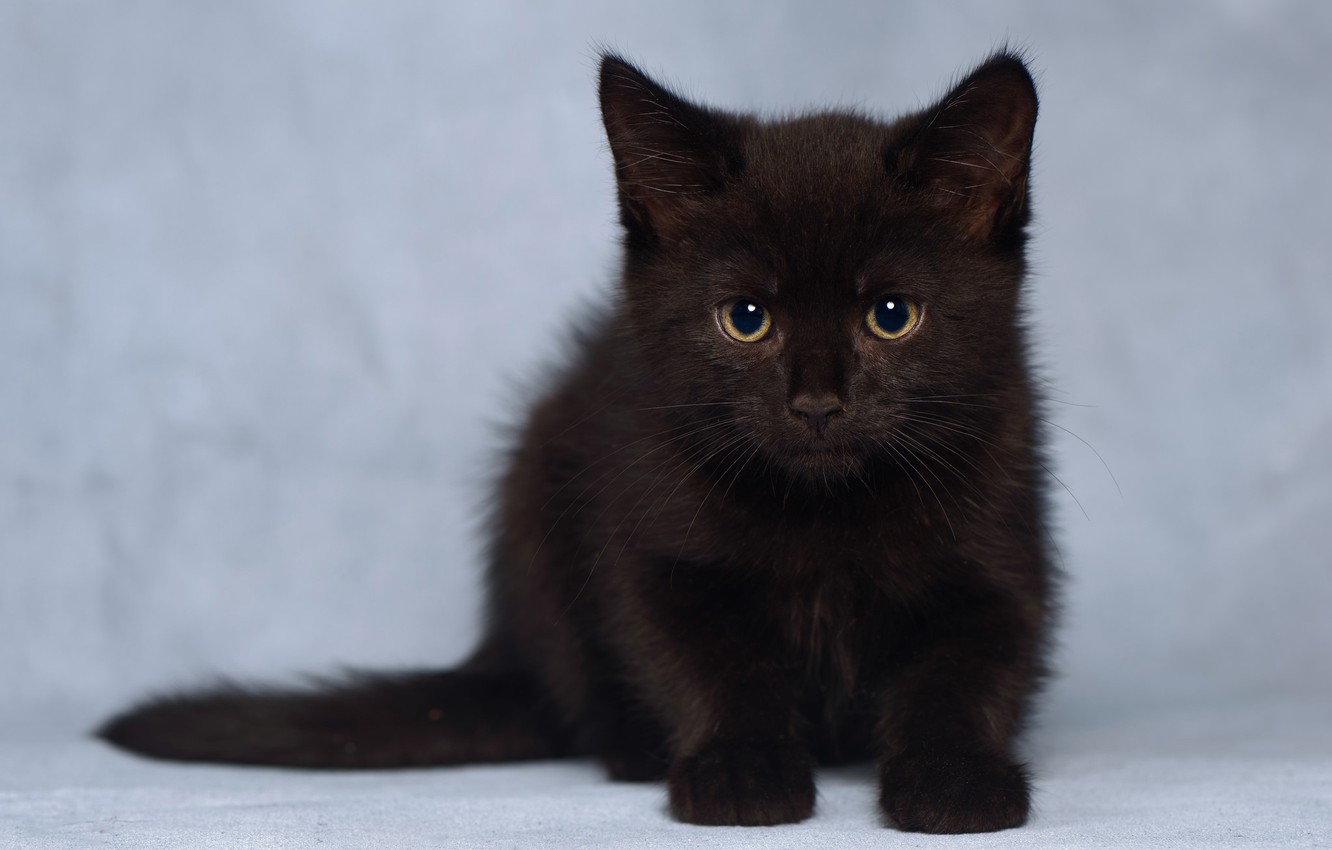 Baby Black Kitten Wallpapers