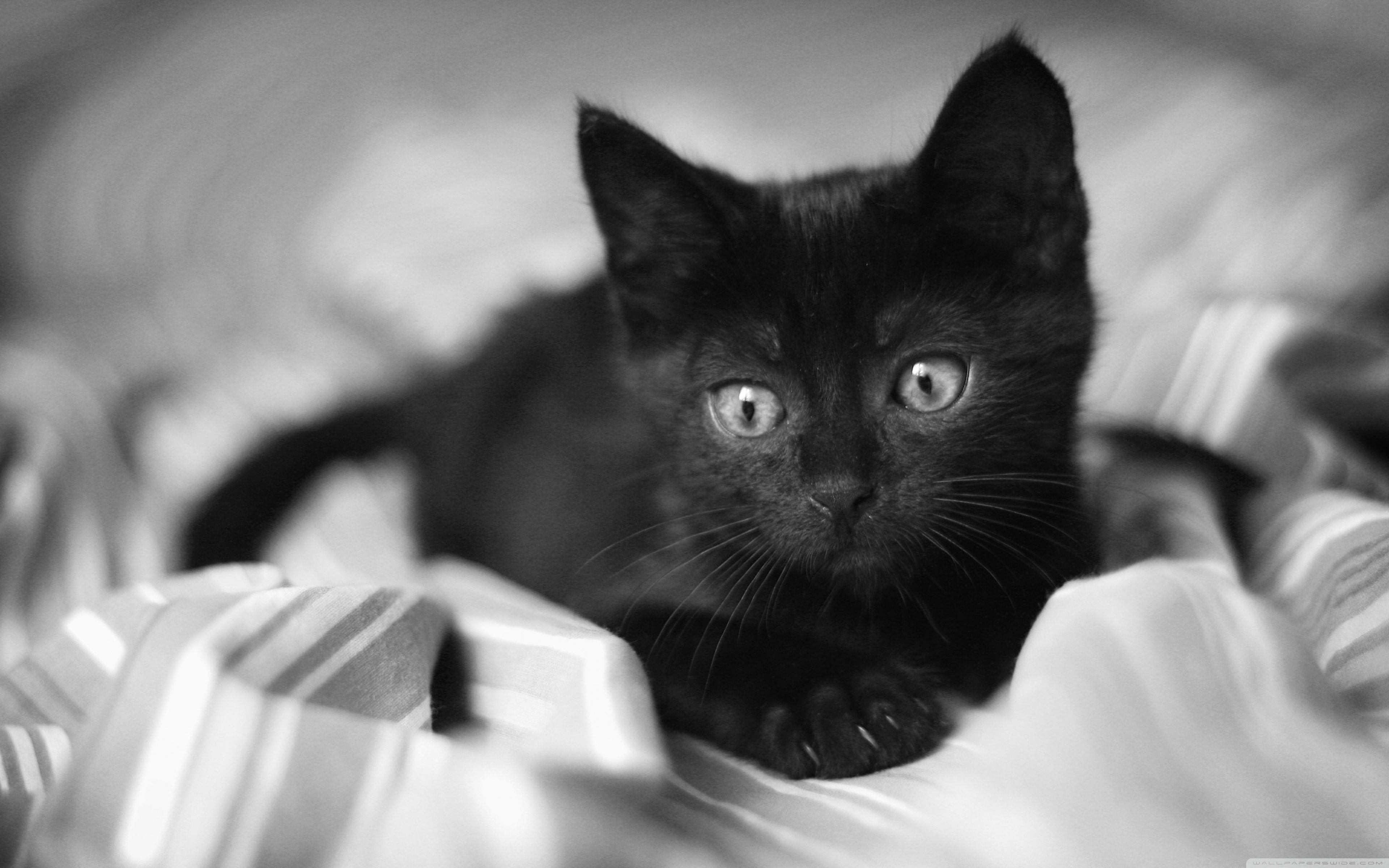 Baby Black Kitten Wallpapers