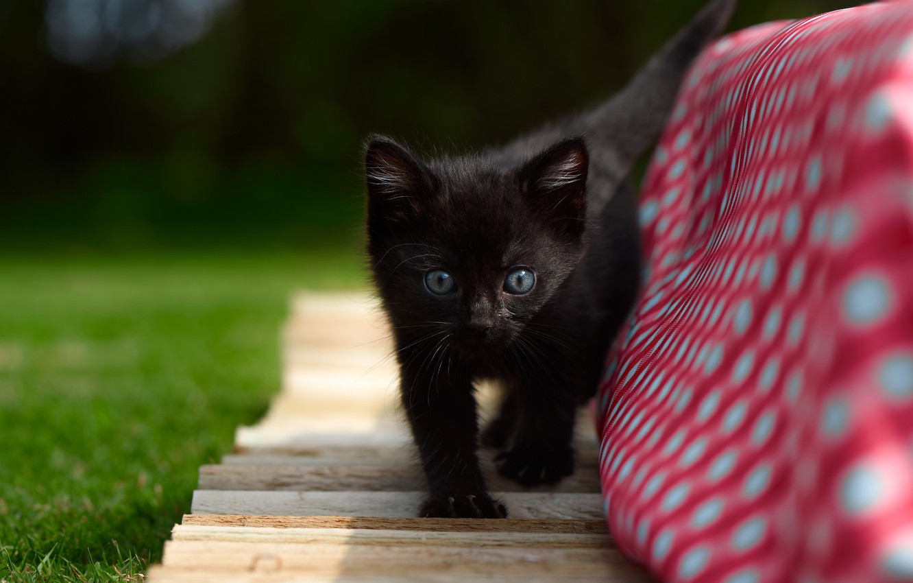 Baby Black Kitten Wallpapers