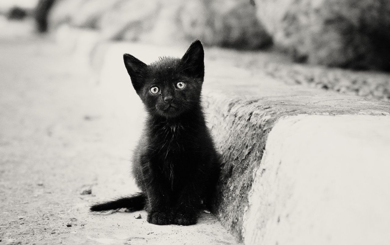 Baby Black Kitten Wallpapers