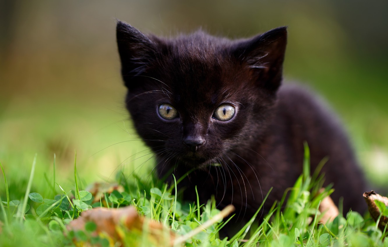 Baby Black Kitten Wallpapers