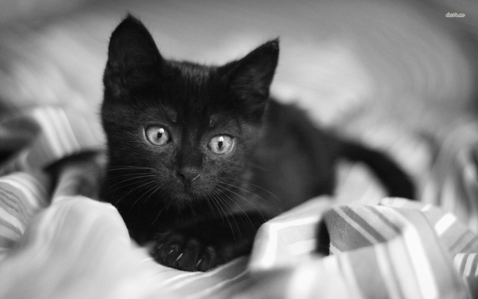 Baby Black Kitten Wallpapers