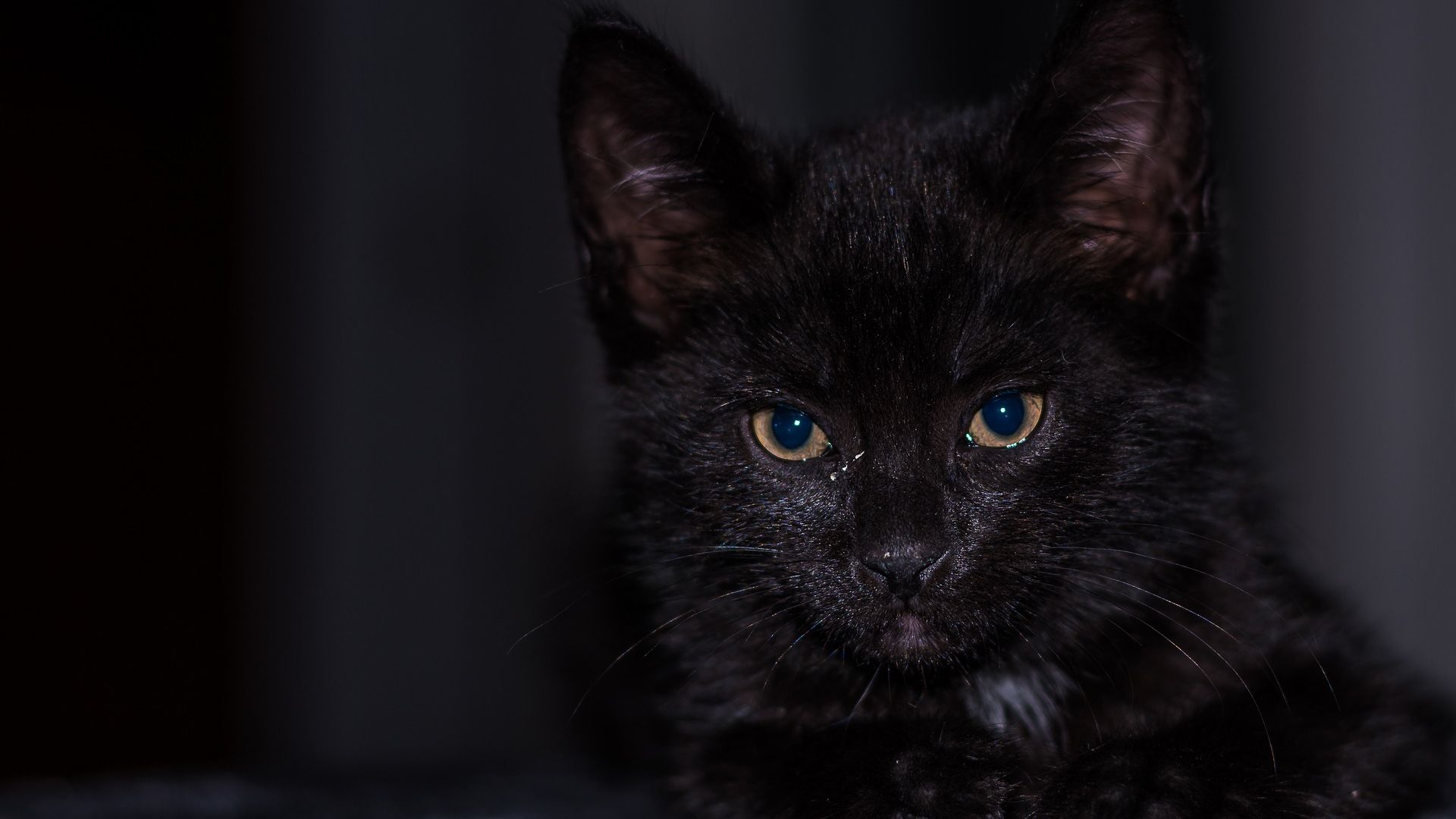 Baby Black Kitten Wallpapers