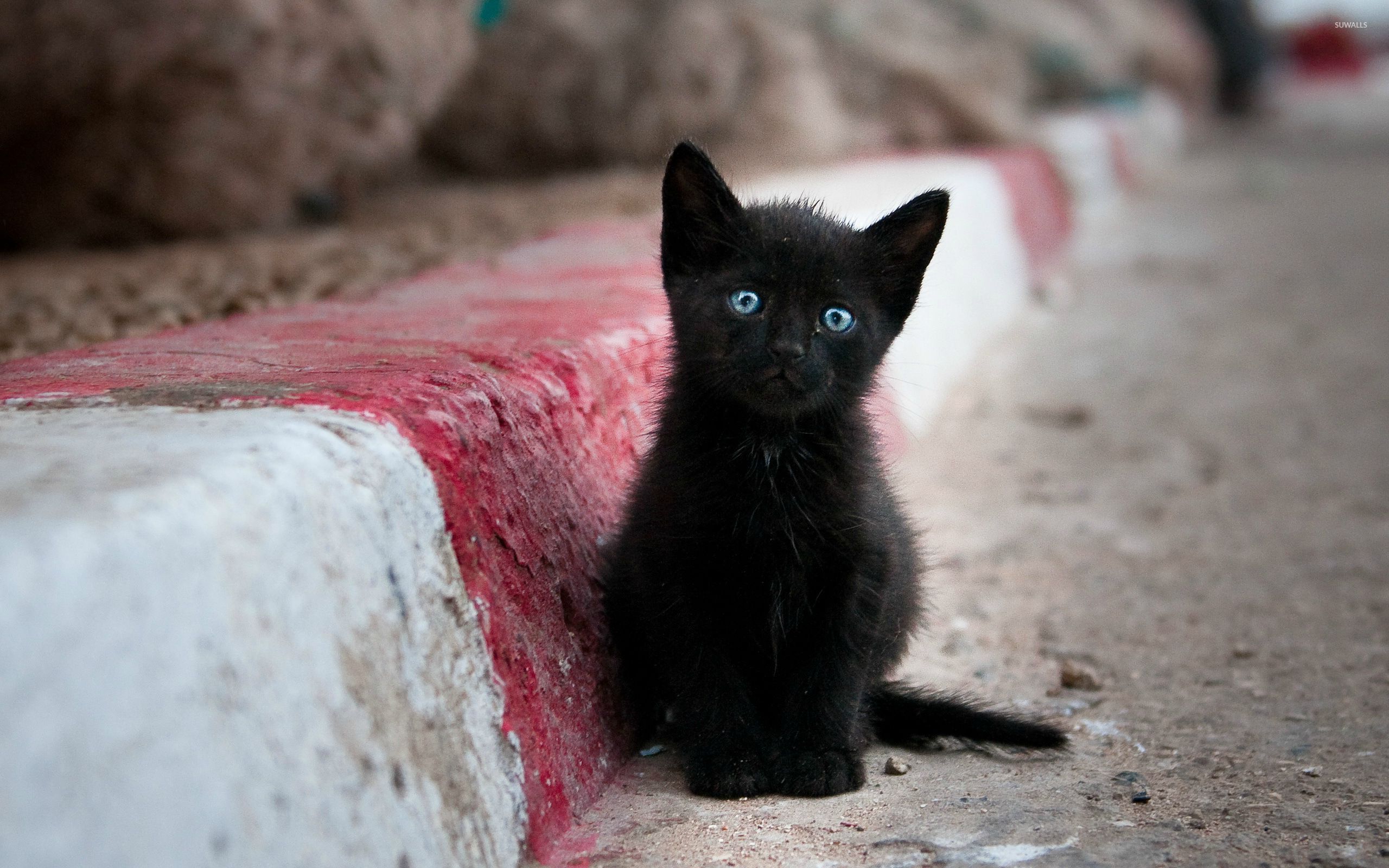 Baby Black Kitten Wallpapers