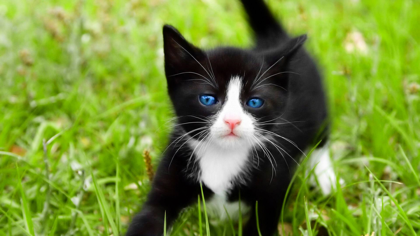 Baby Black Kitten Wallpapers