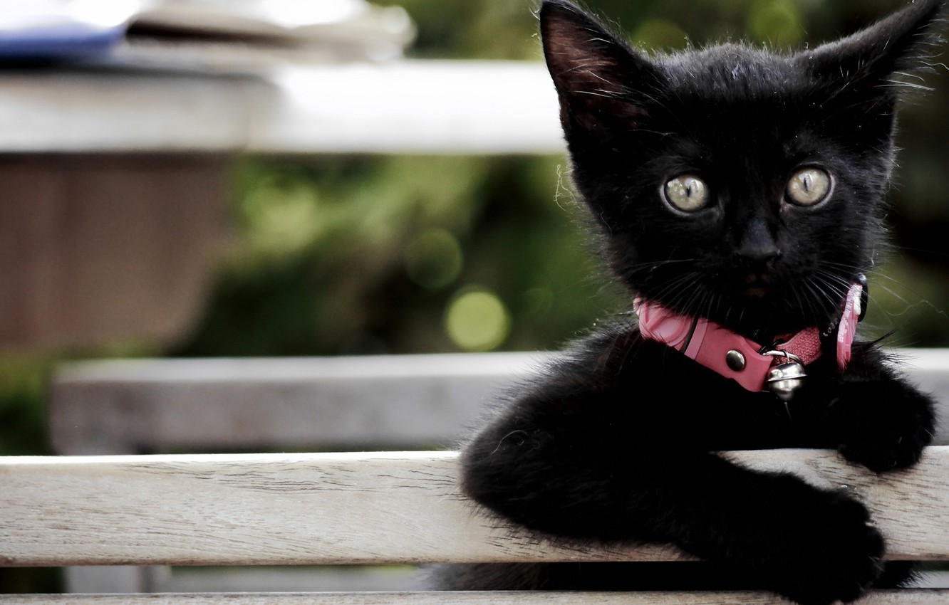 Baby Black Kitten Wallpapers