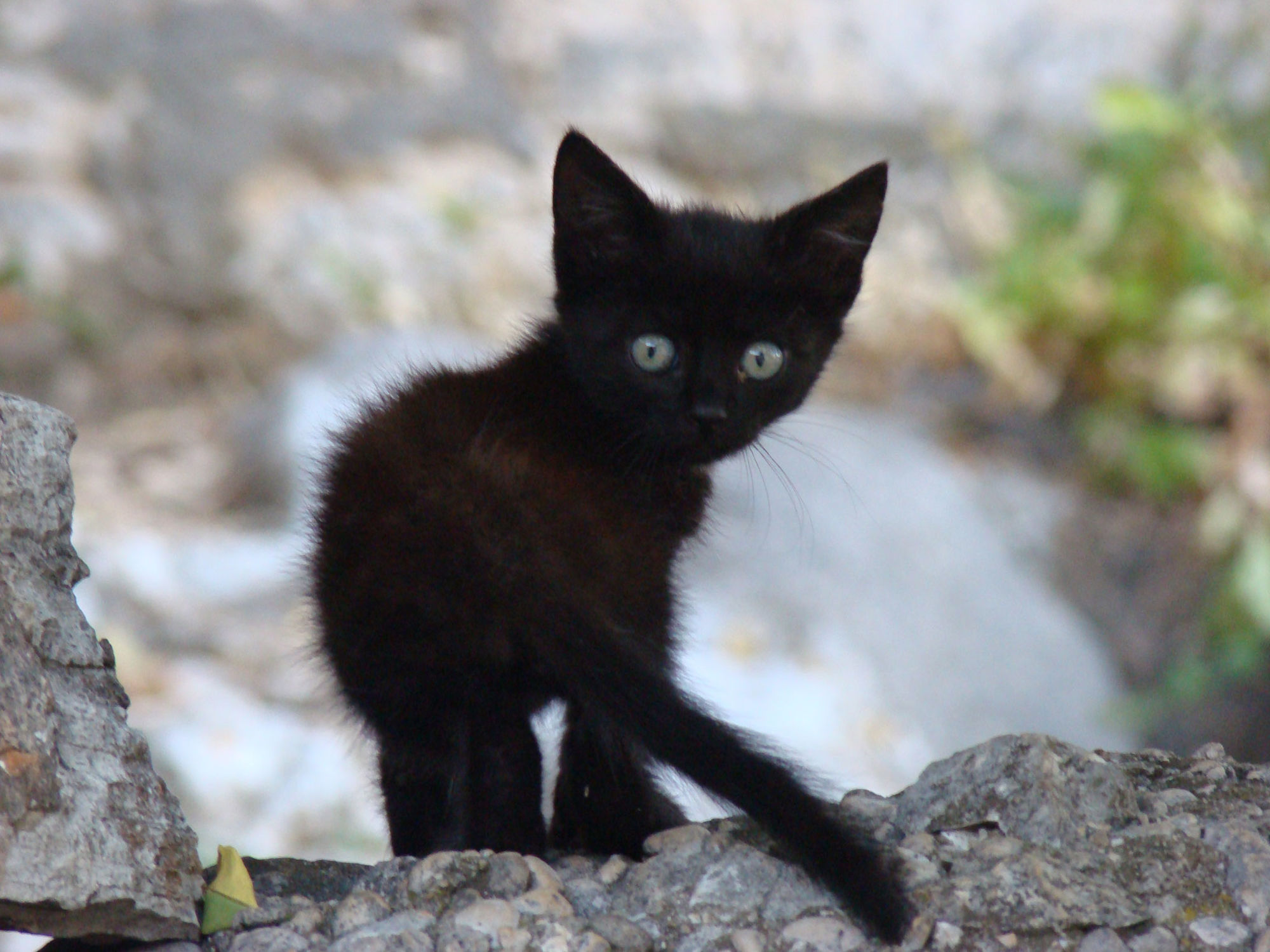 Baby Black Kitten Wallpapers