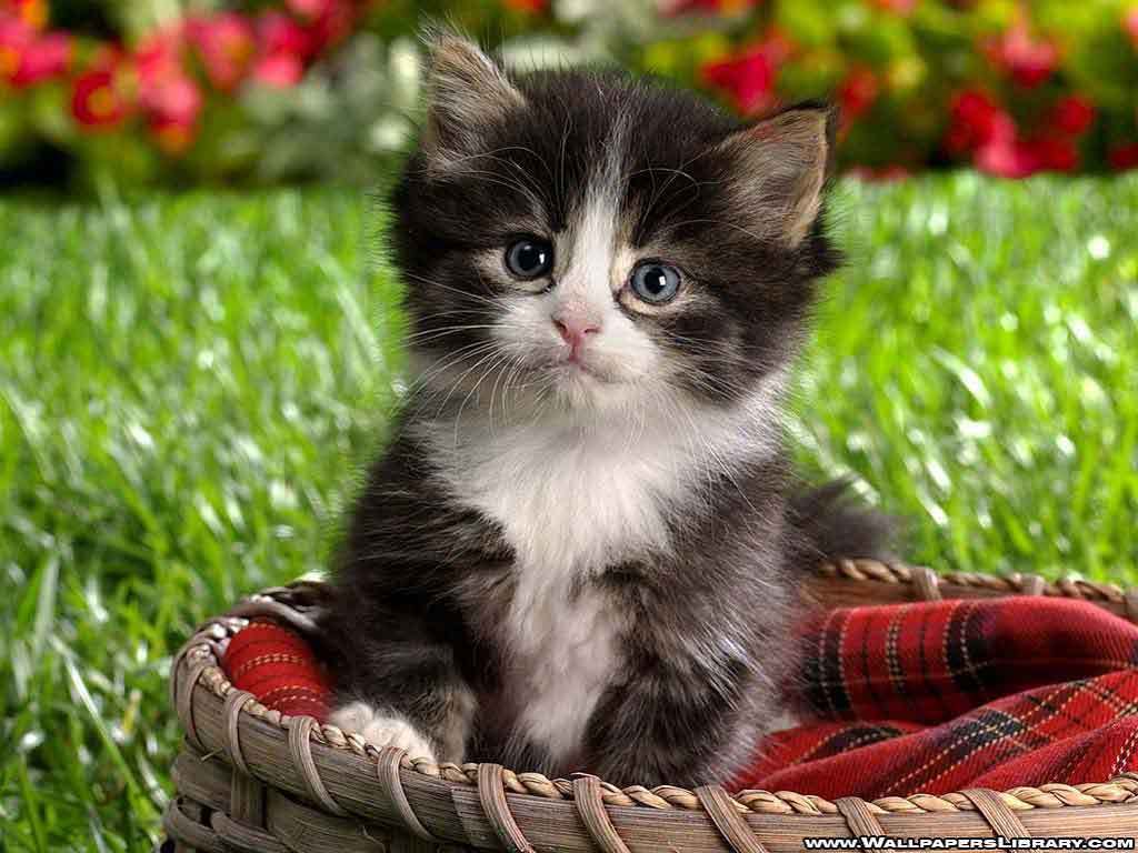 Baby Black Kitten Wallpapers