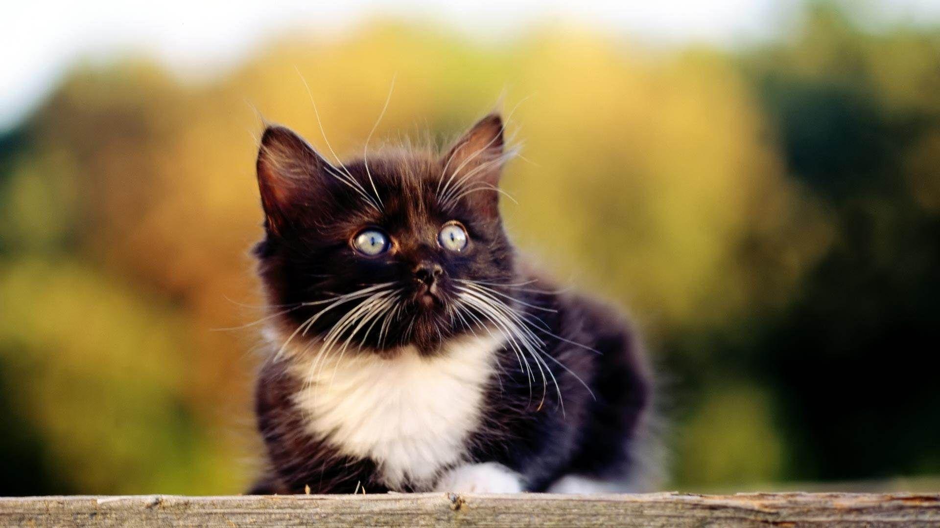 Baby Black Kitten Wallpapers