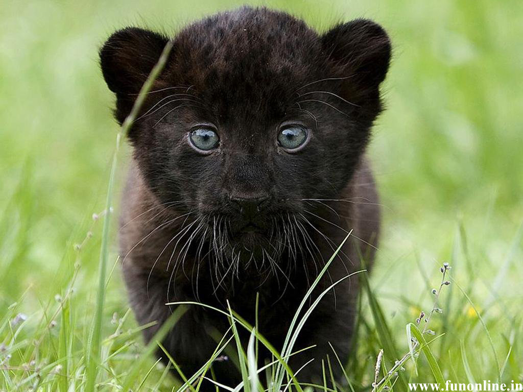 Baby Black Panthers Wallpapers