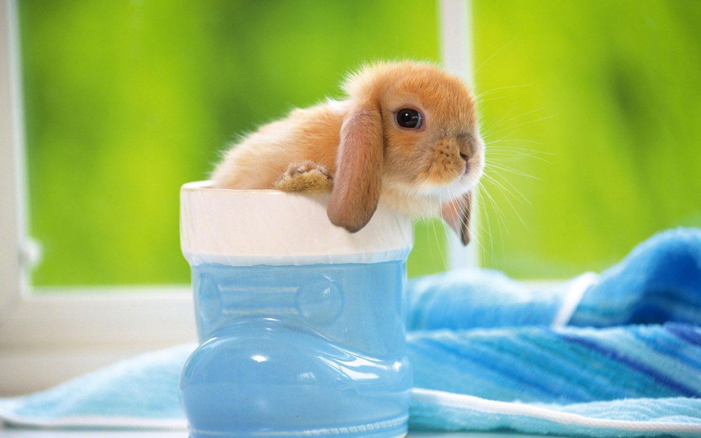 Baby Bunnies Wallpapers