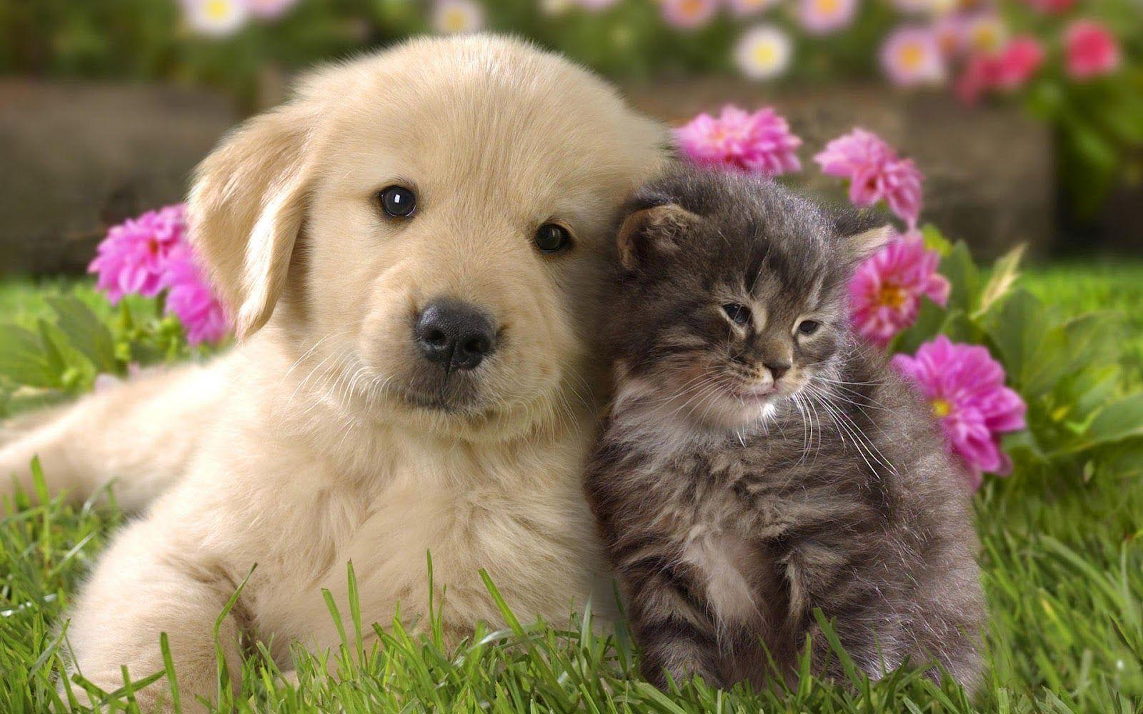 Baby Cat And Dog Wallpapers