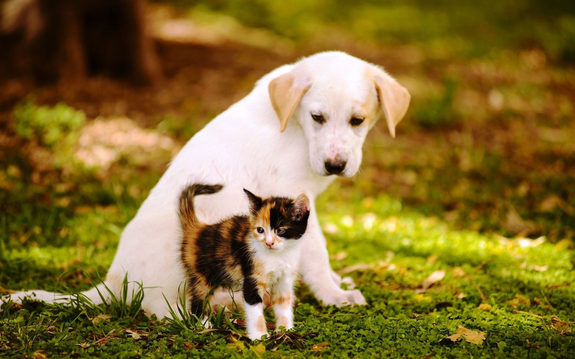 Baby Cat And Dog Wallpapers