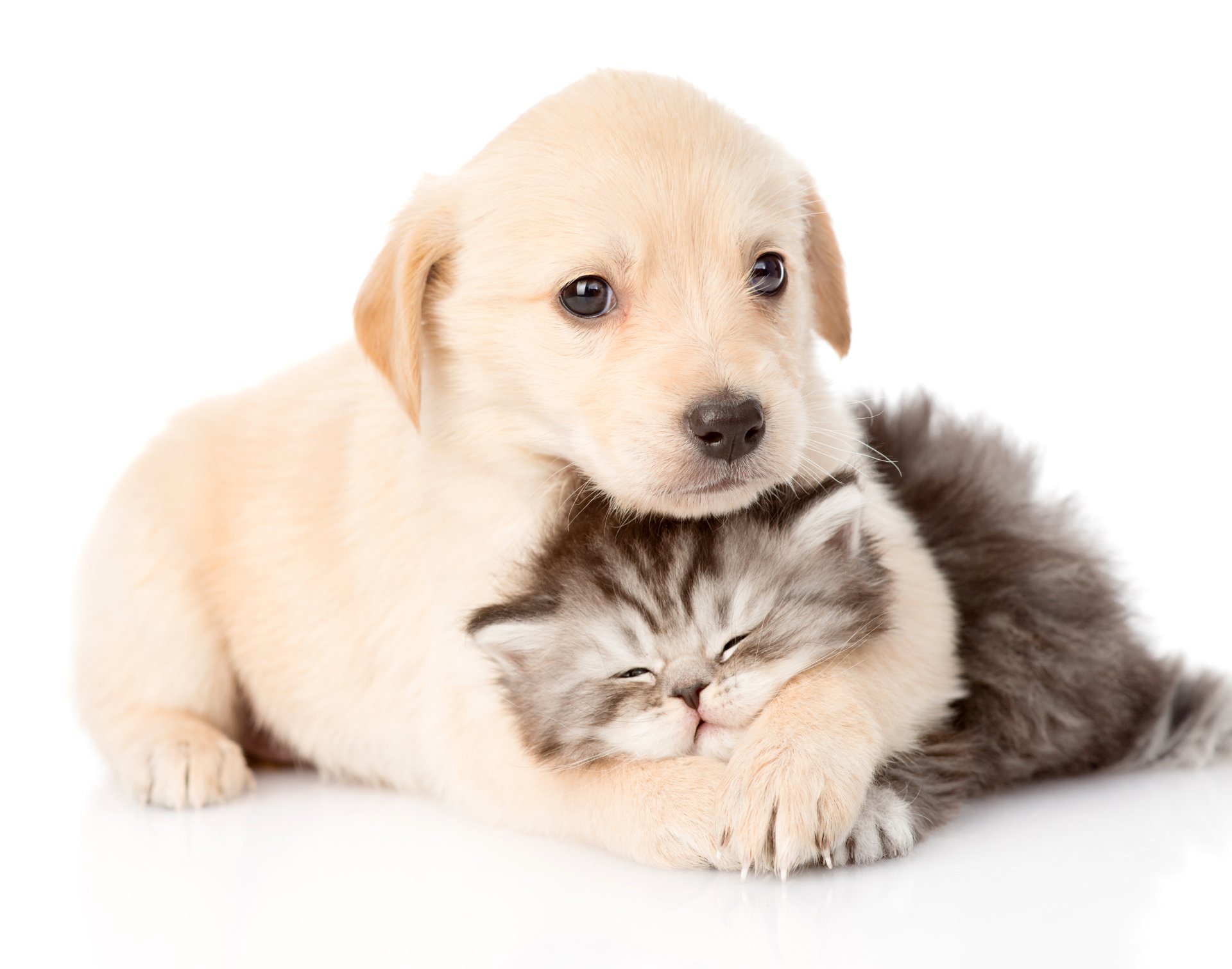 Baby Cat And Dog Wallpapers