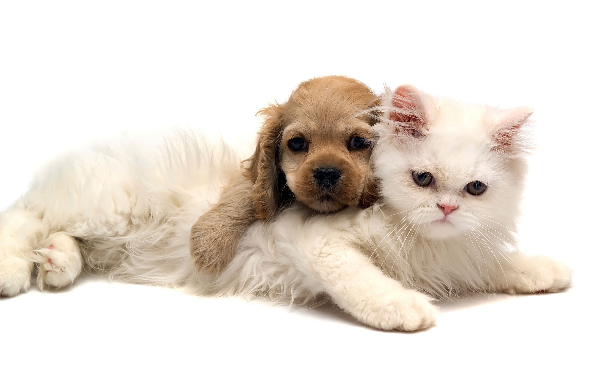 Baby Cat And Dog Wallpapers