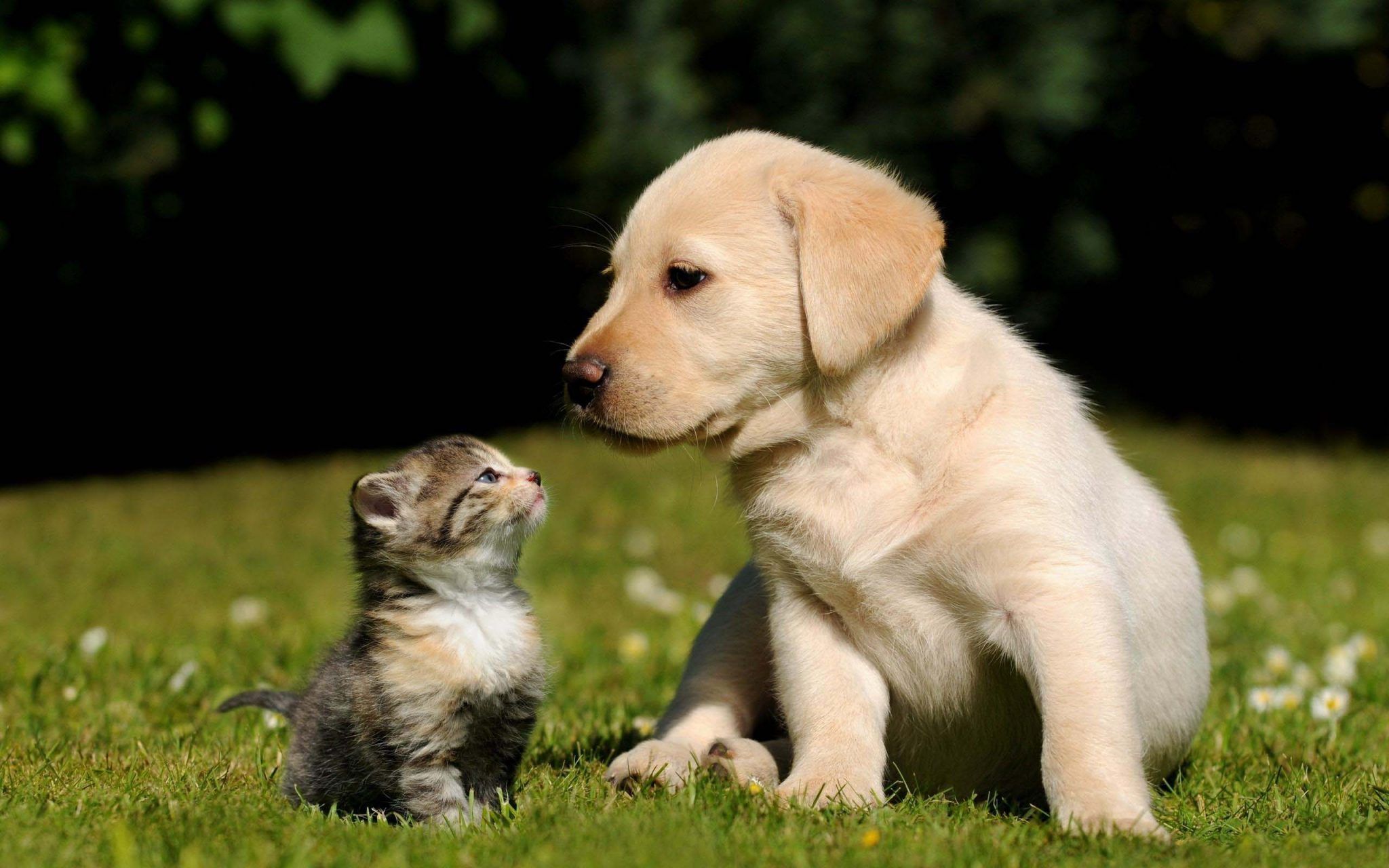 Baby Cat And Dog Wallpapers