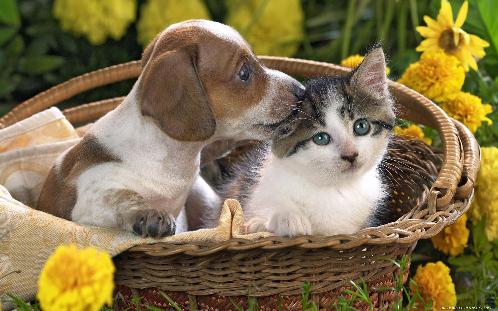 Baby Cat And Dog Wallpapers