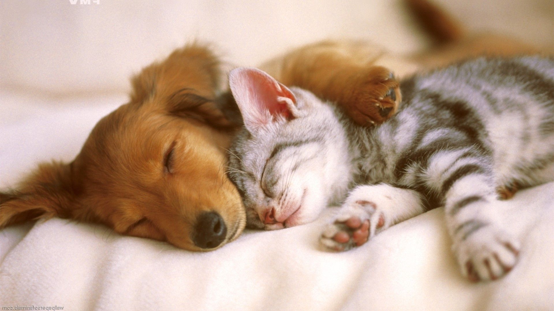 Baby Cat And Dog Wallpapers