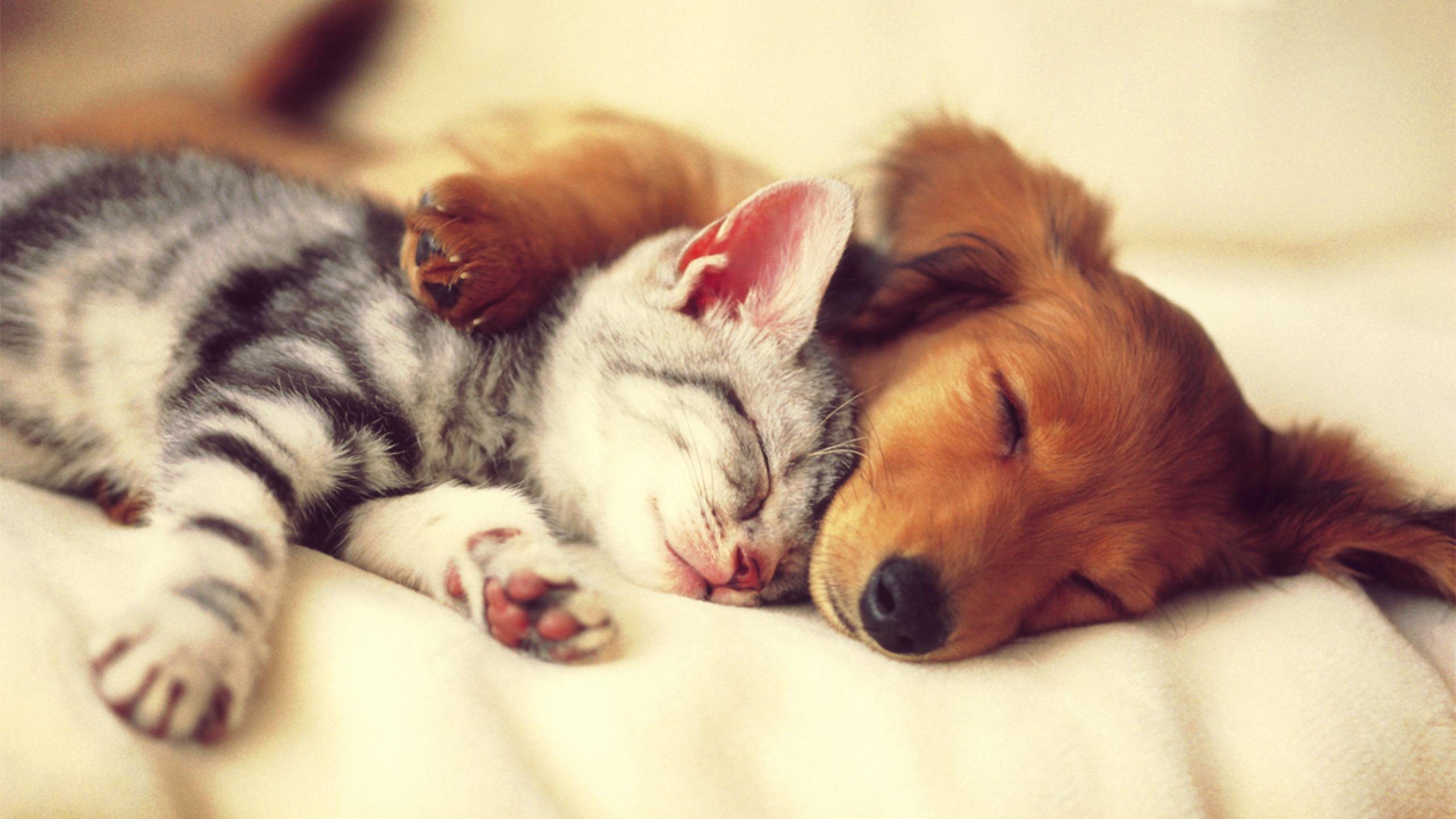 Baby Cat And Dog Wallpapers