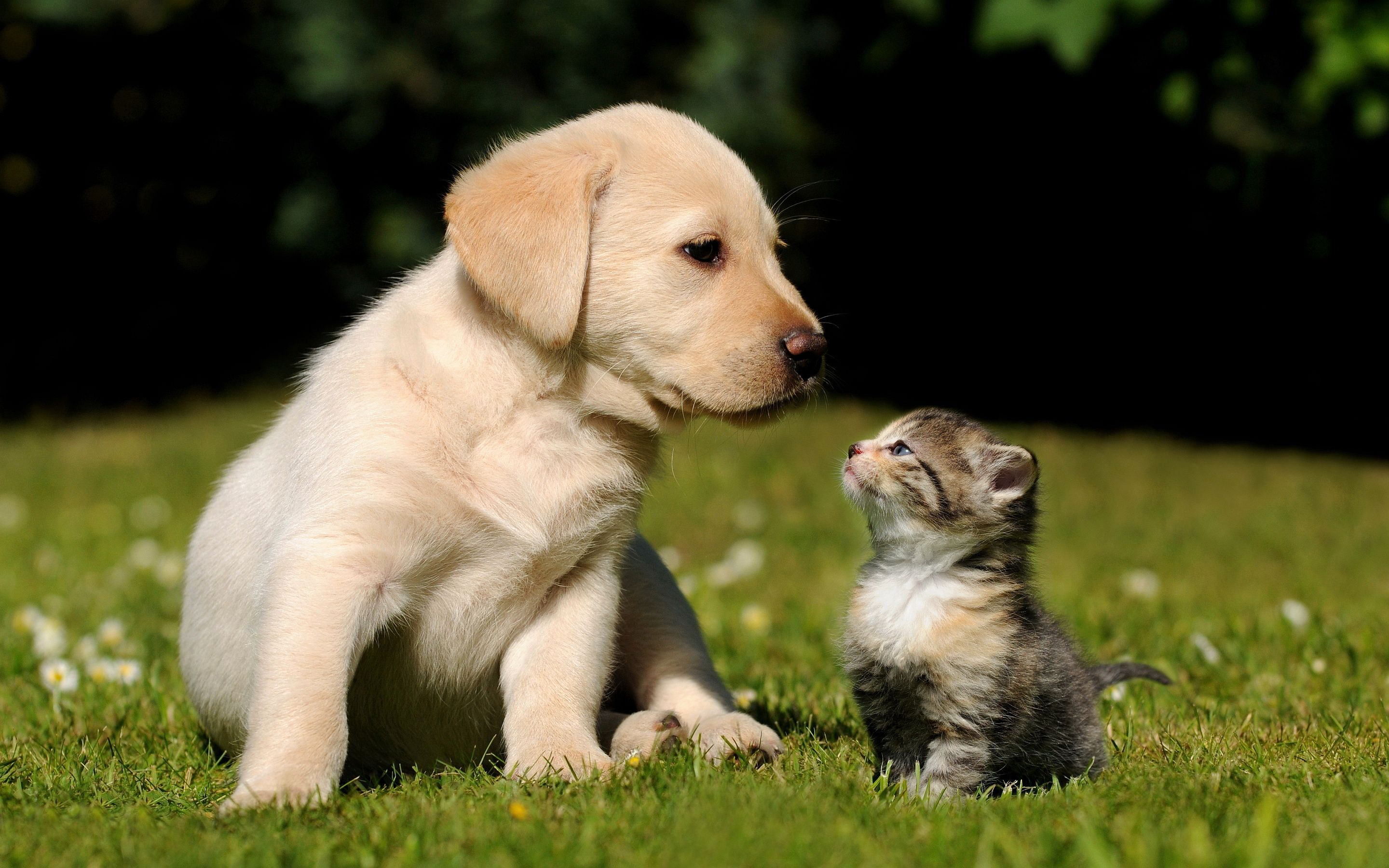 Baby Cat And Dog Wallpapers